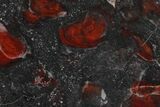 Polished Stromatolite (Collenia) Slab - Minnesota #130613-1